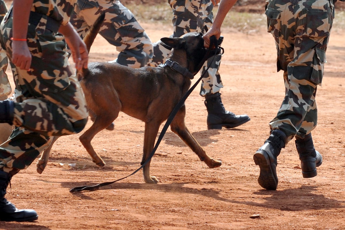 SAS dog handler who risked life to save canine on battlefield to receive award