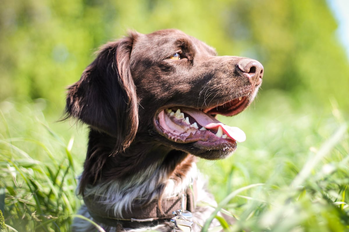 Dog owners warned of ‘treats laced with rat poison in Hackney park’ 