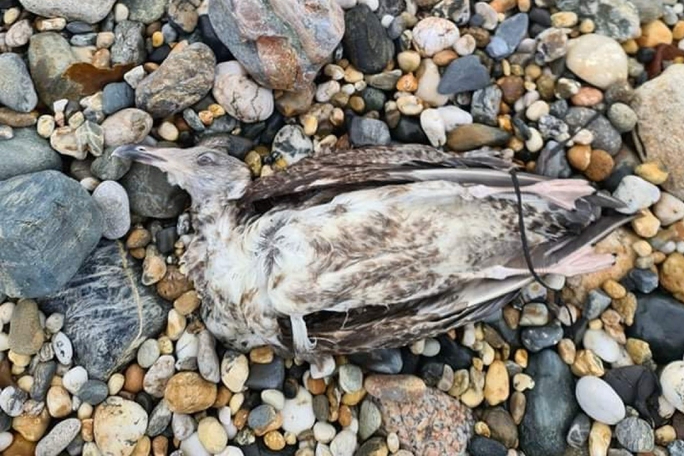 Bird flu concern after 30 dead seagulls discovered on beach
