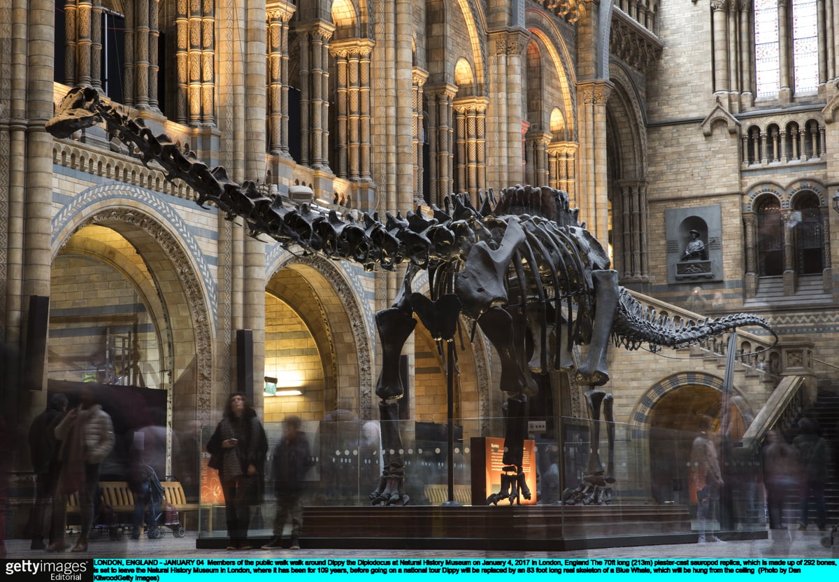 Dippy the Dinosaur returns to Natural History Museum