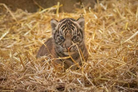 Loki: 10-week-old tiger cub dies in London Zoo after mystery seizure
