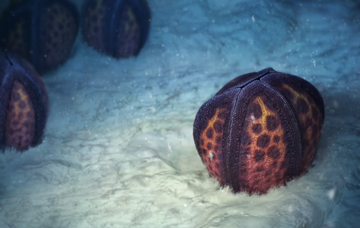 Fossil shows starfish relative ‘lost its skeleton’ half a billion years ago