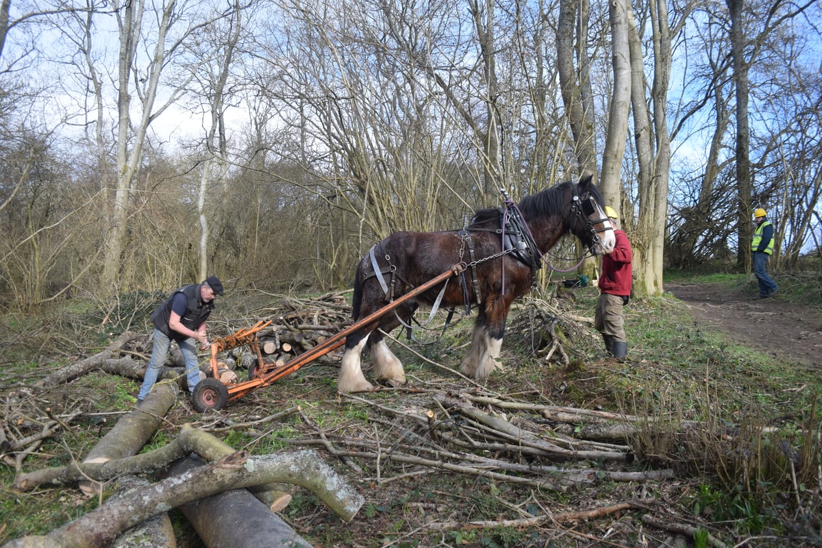 Rare horses: to be used to clear Richmond Park after Storm Eunice damage