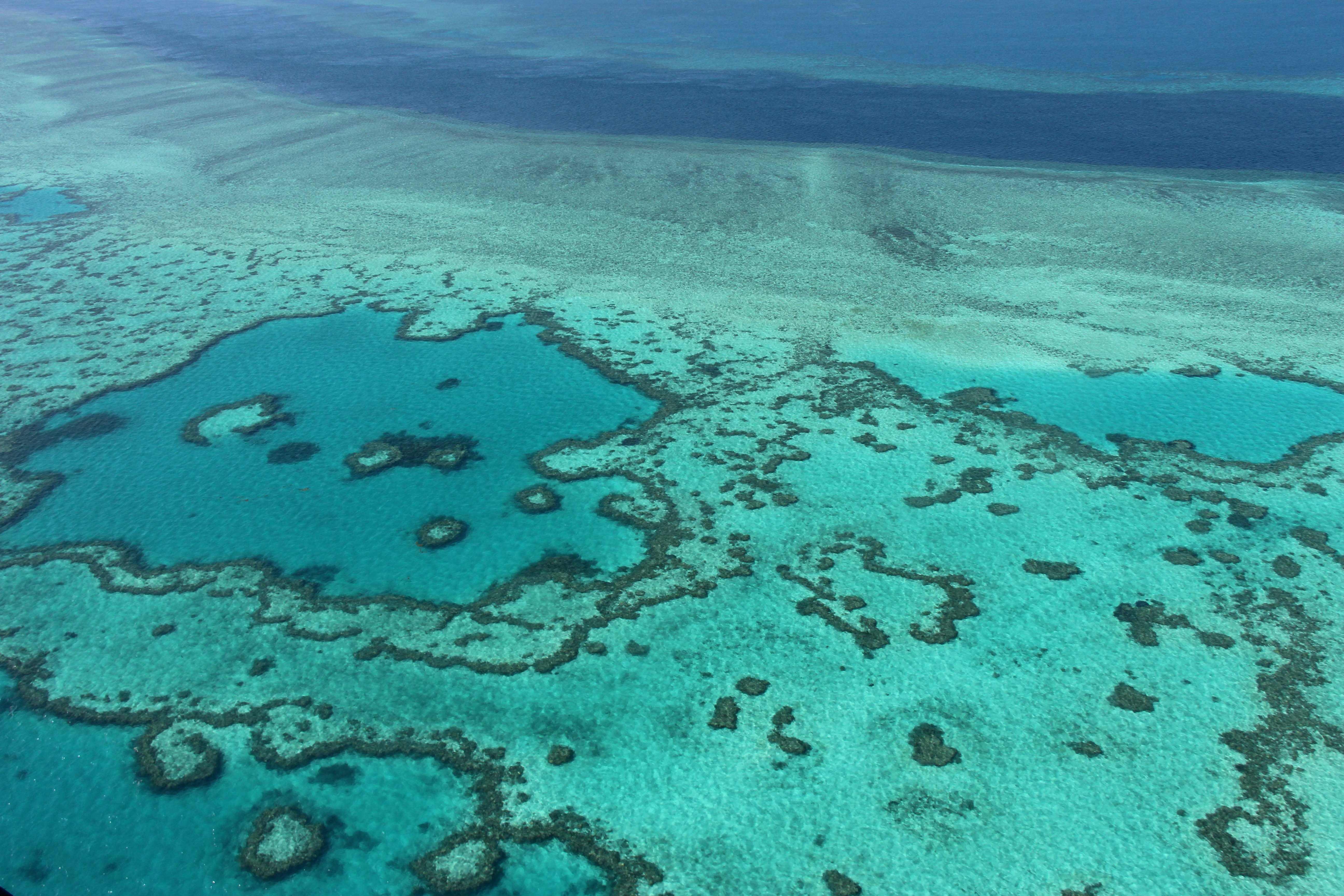 Shark attack kills fisherman on Great Barrier Reef