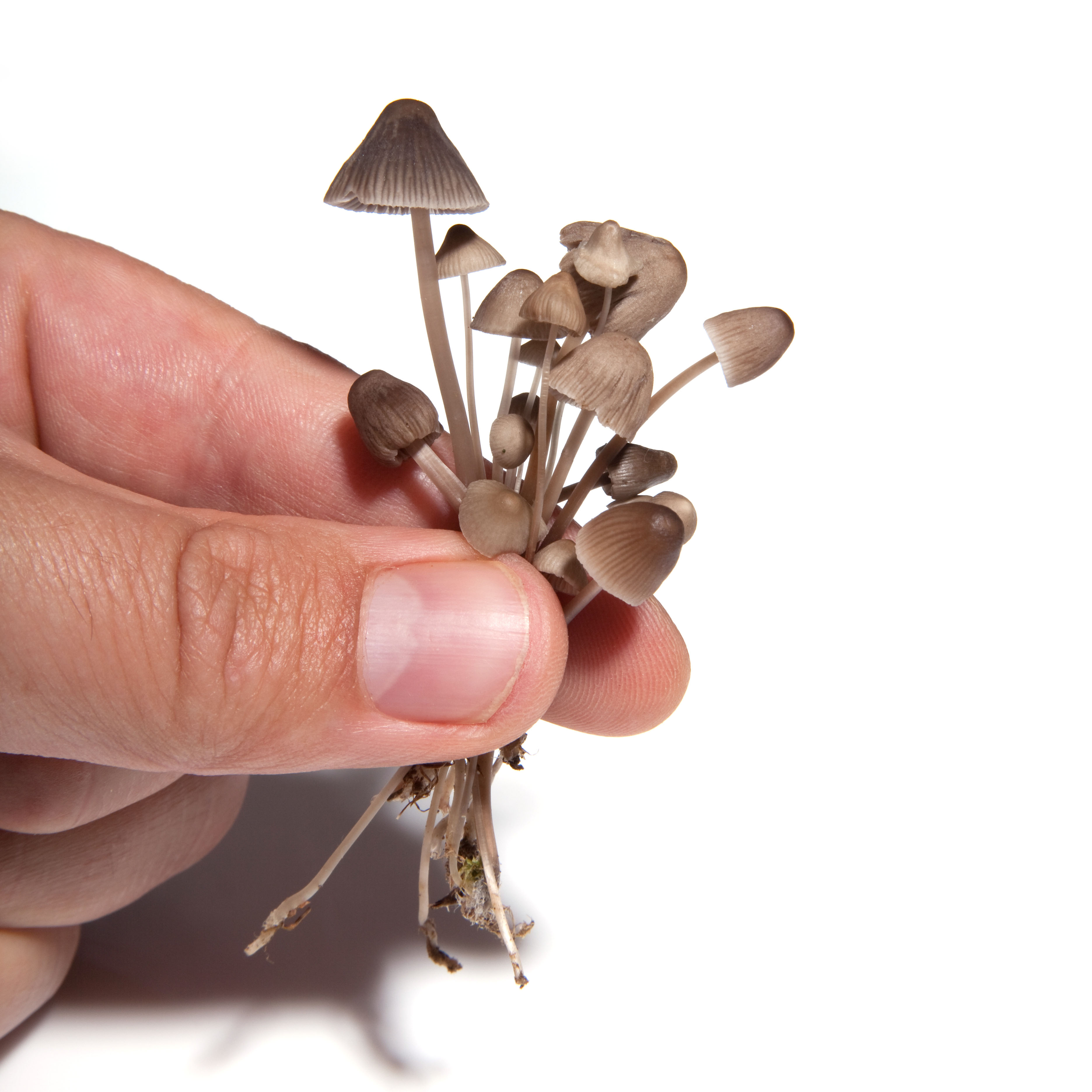 Magic mushroom compound ‘opens up depressed people’s brains’ - study