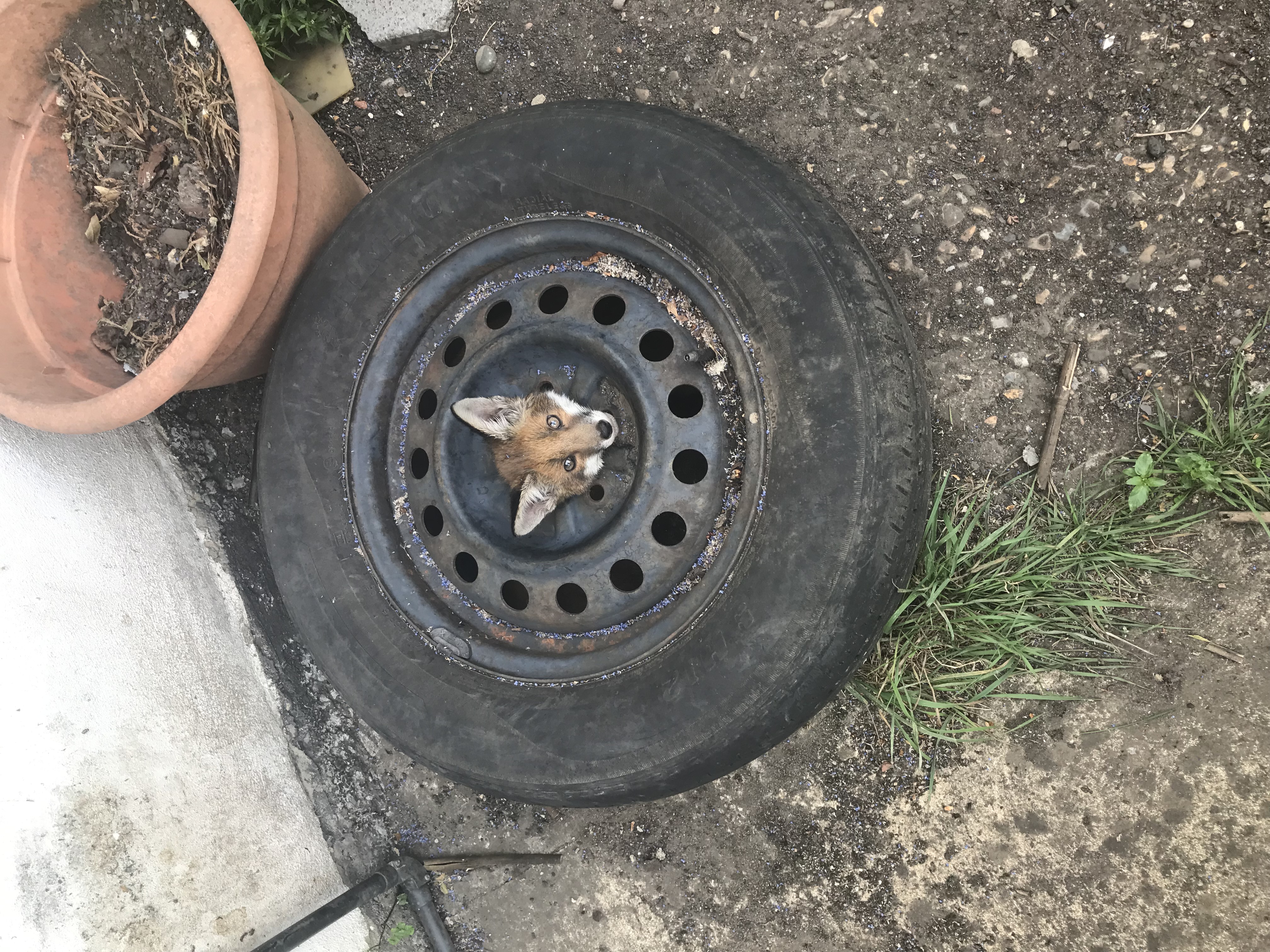 RSPCA issues warning after four fox cubs get stuck in old car wheels