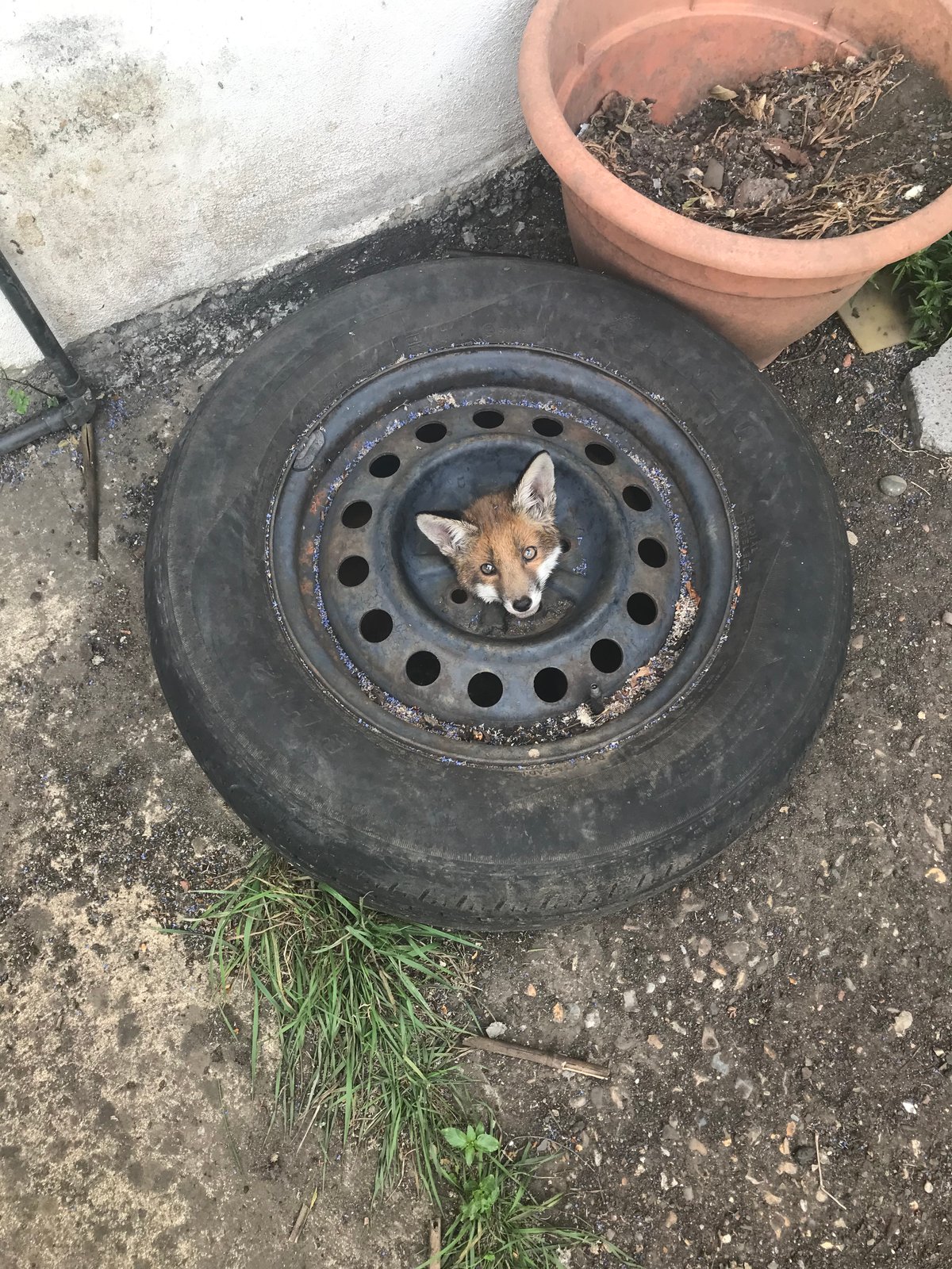 RSPCA issues warning after four fox cubs get stuck in old car wheels