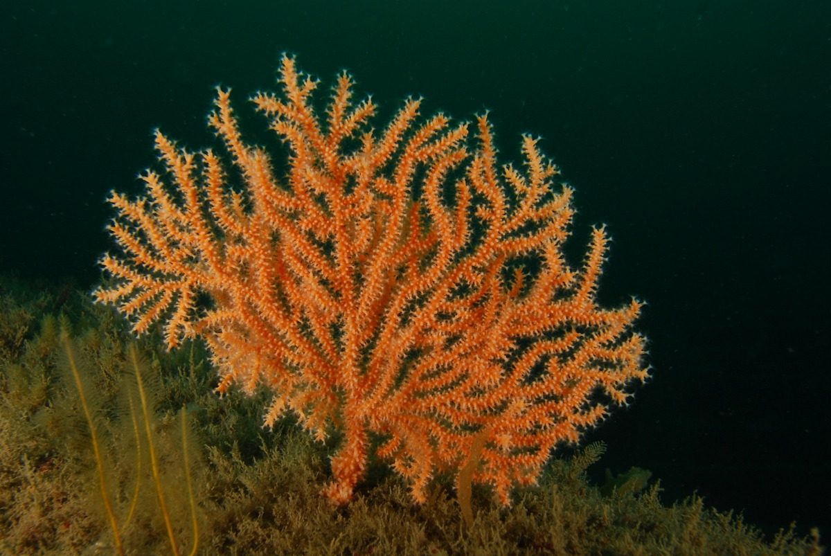 Vulnerable pink coral will push up UK coastline as climate warms – research