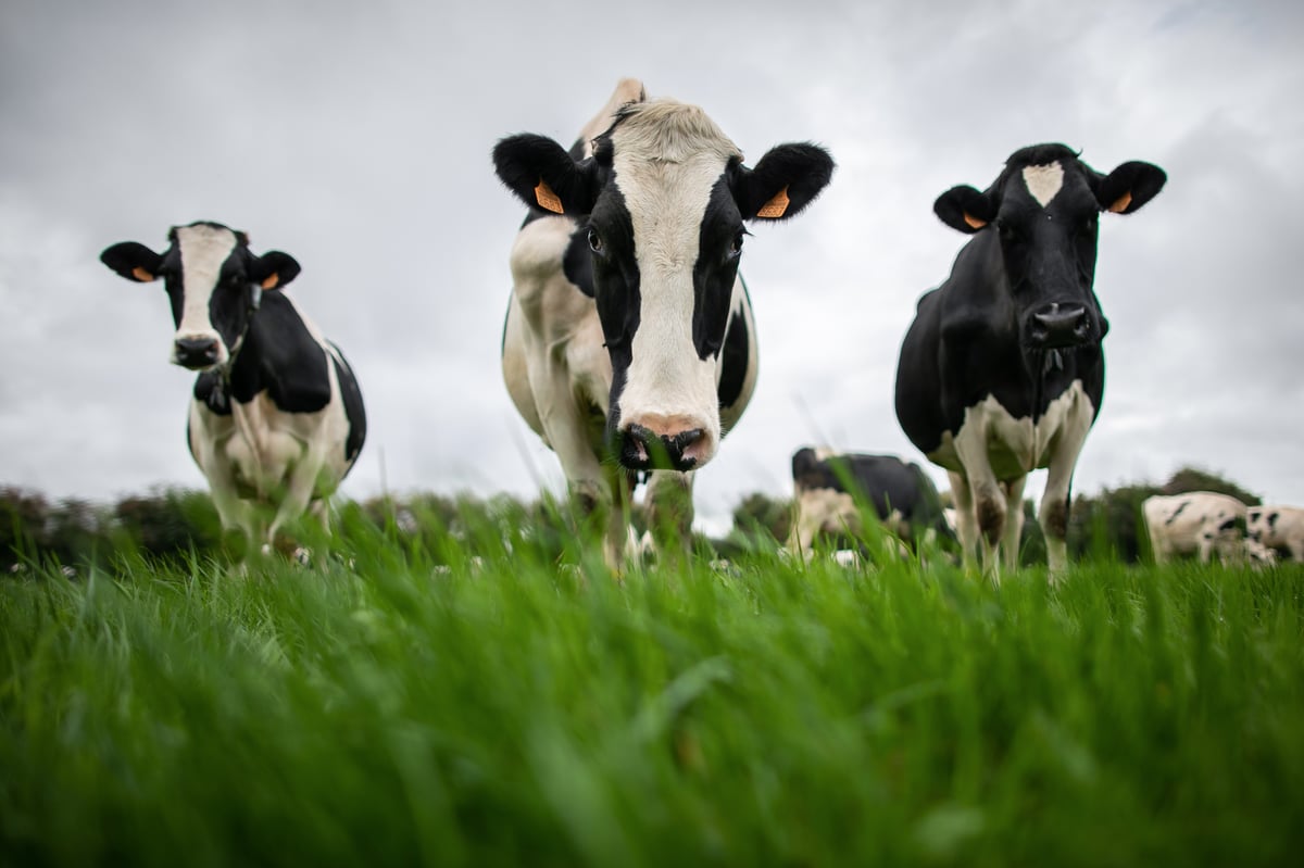 Herd of cows spark major disruption after wandering onto one of the UK’s busiest rail lines