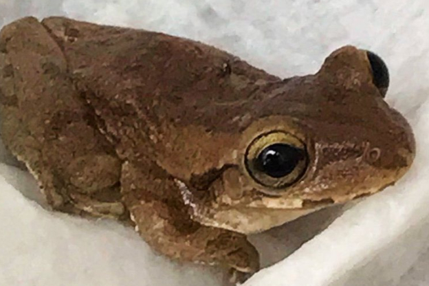 Tiny tree frog found 4,000 miles from home in pack of bananas