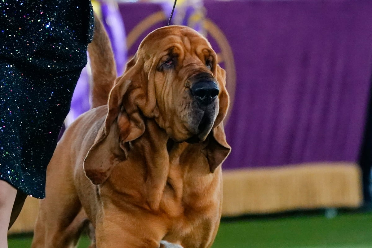 Westminster Dog Show: Trumpet the bloodhound wins Best in Show