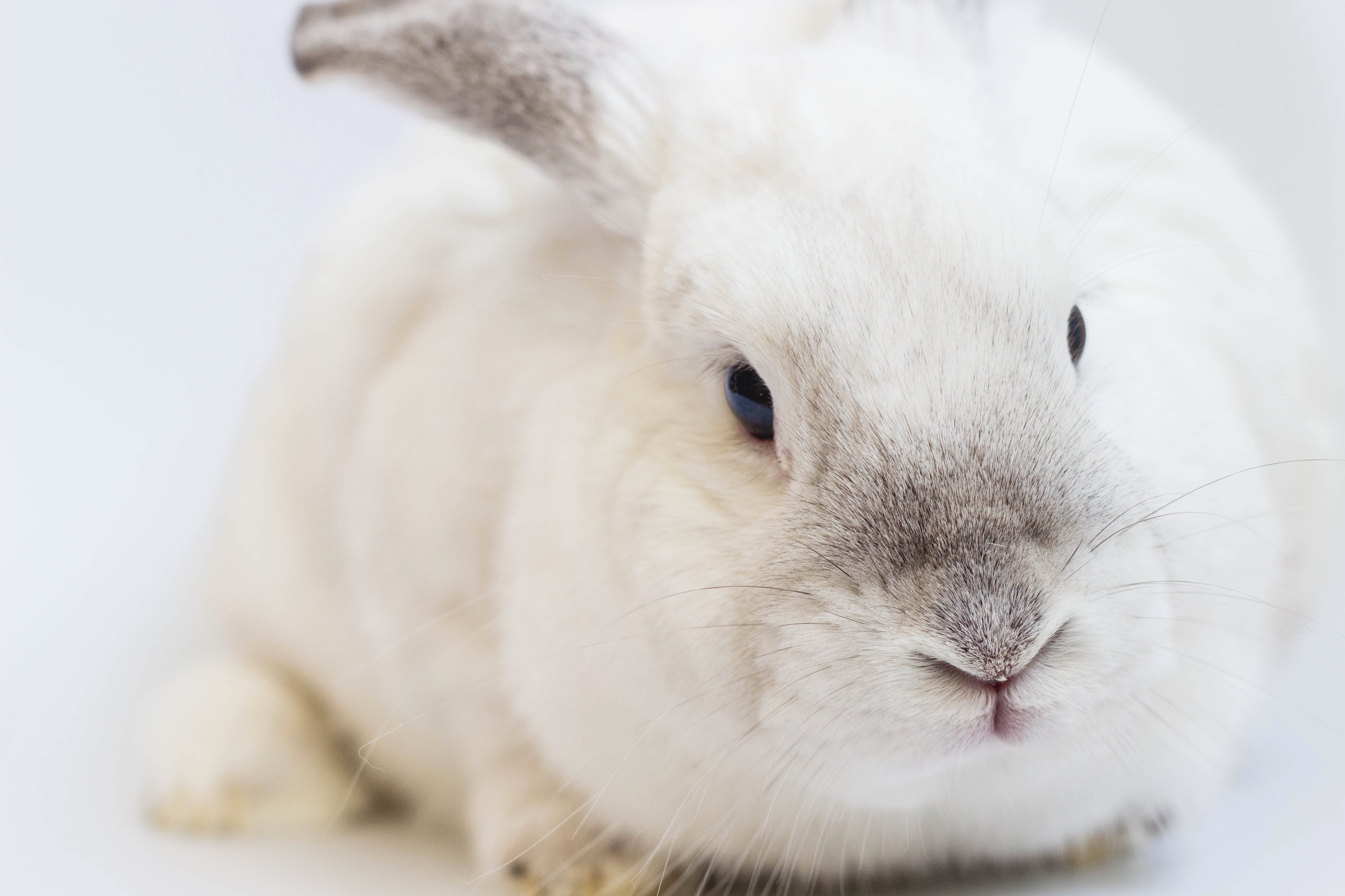 Why do we say ‘white rabbits’ on first of the month?