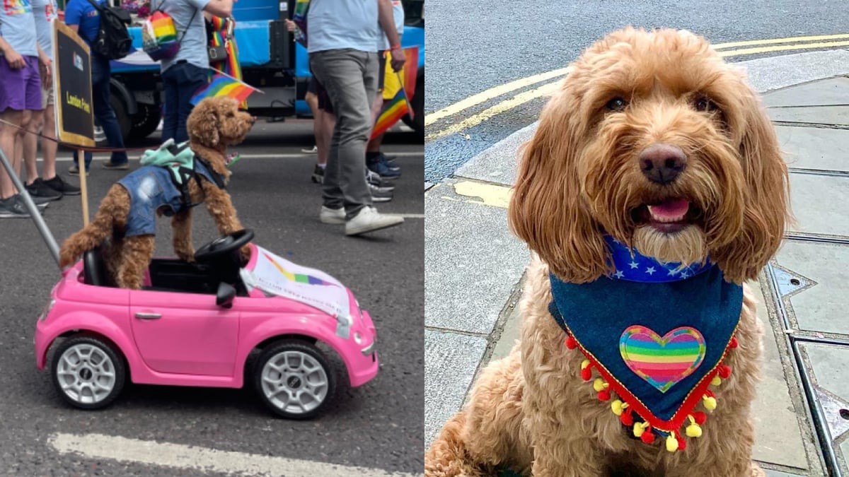 Dogs don rainbow wings, bandanas, and drive hot pink mini cars at London Pride