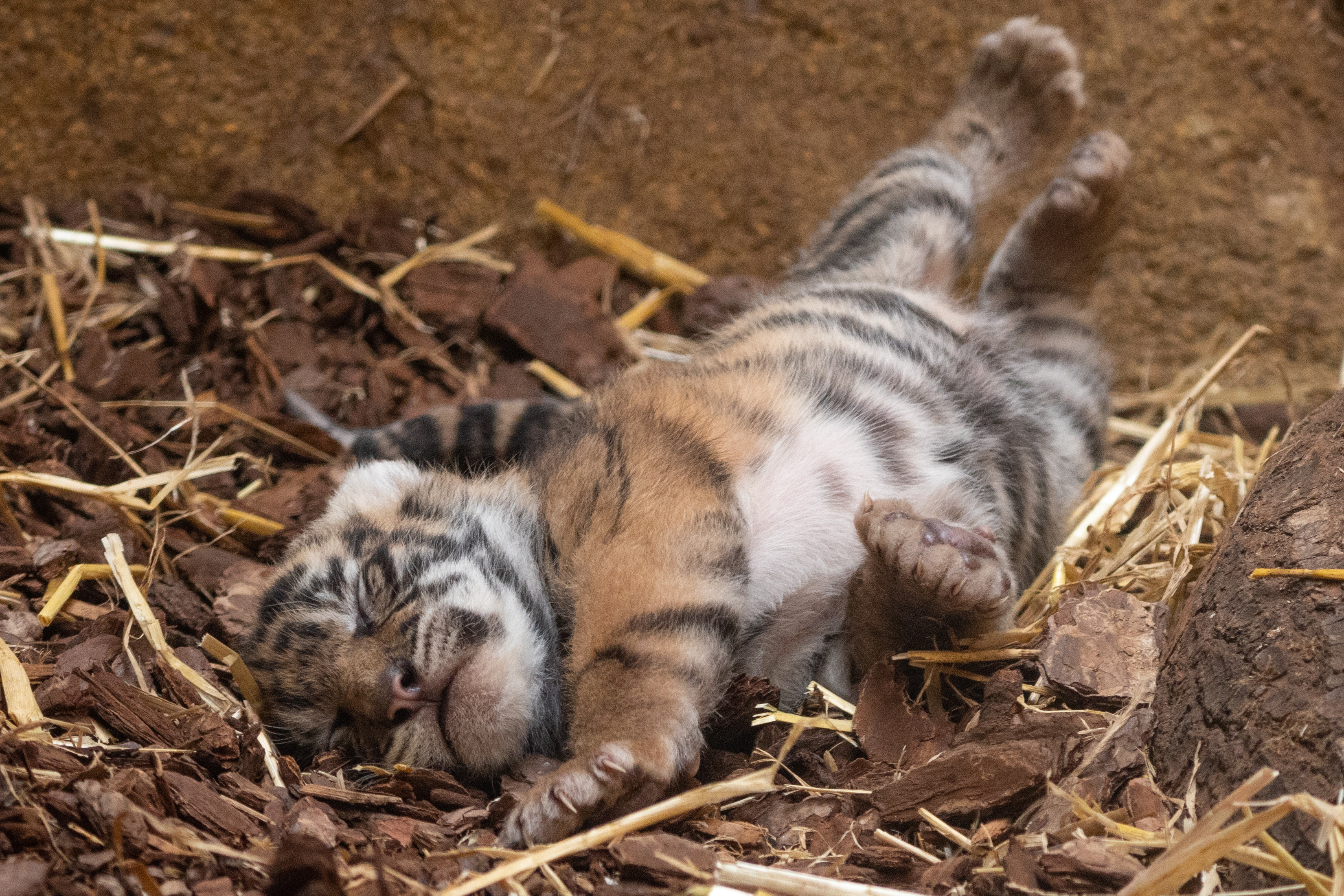 London Zoo shares first images of Sumatran tiger cubs outside