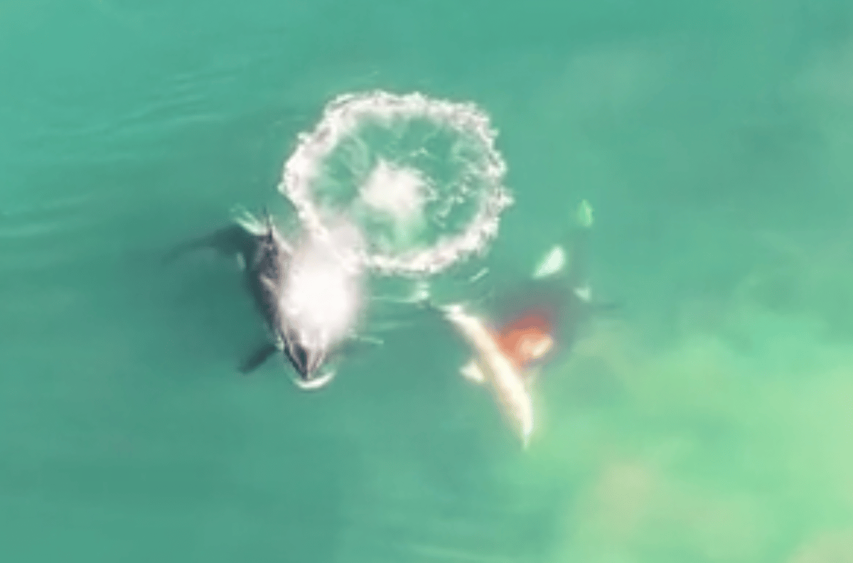 Watch: Rare footage shows orcas killing great white shark