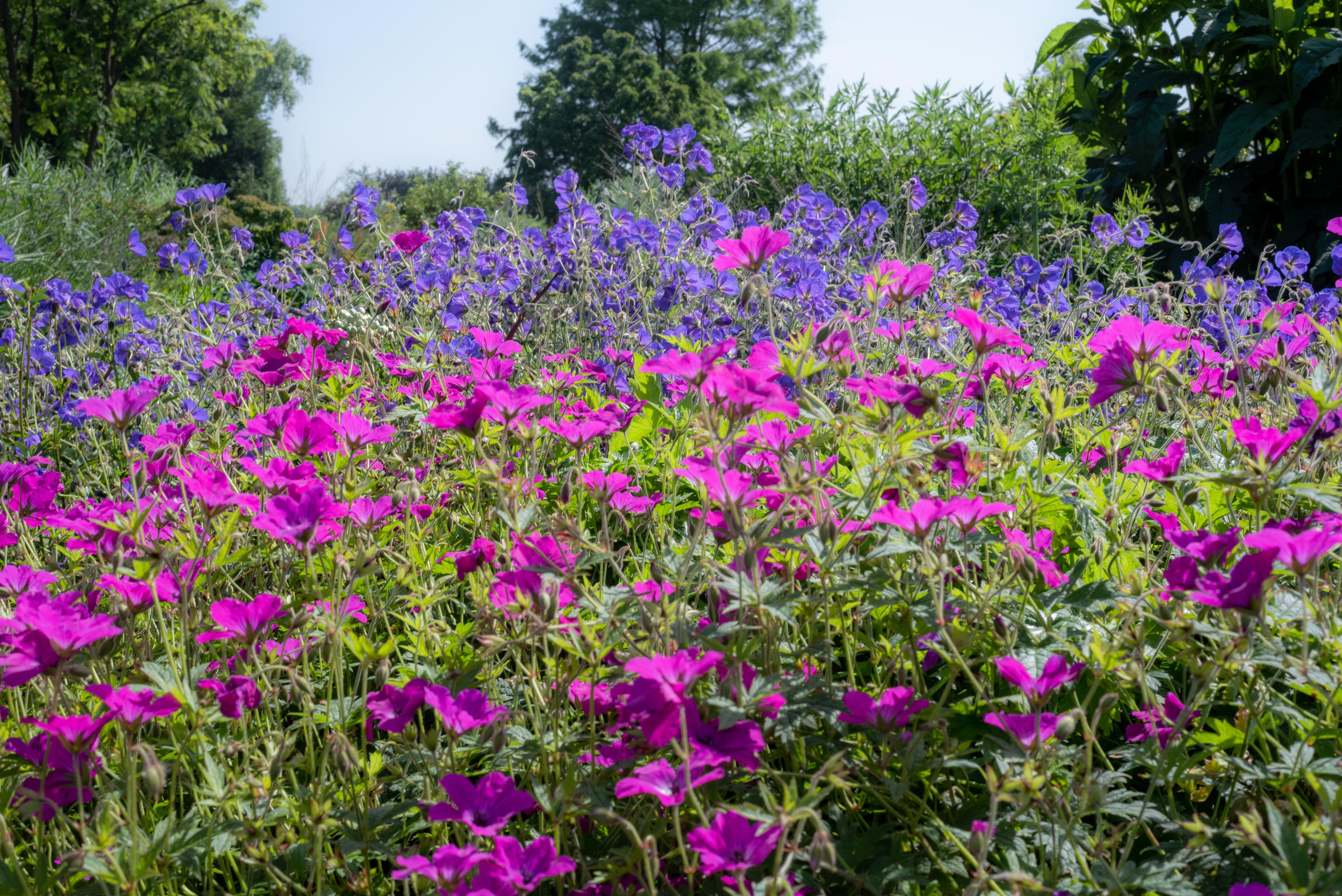 The best plants for keeping your garden colourful until autumn