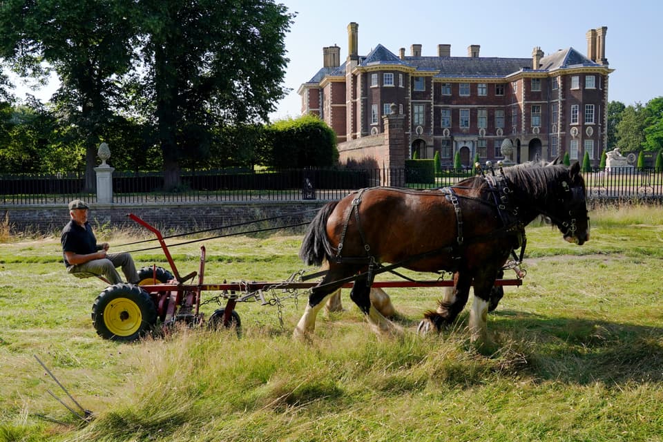 Shire horses at Ham House meadows