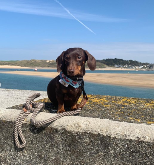 International Dog Day 2022: ES staff best, cutest, funniest pictures of furry friends