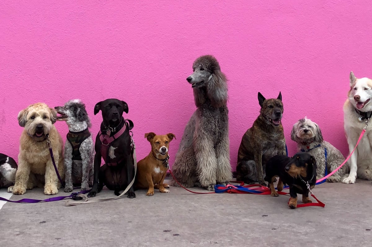International Dog Day: Instagram’s most loved dogs 