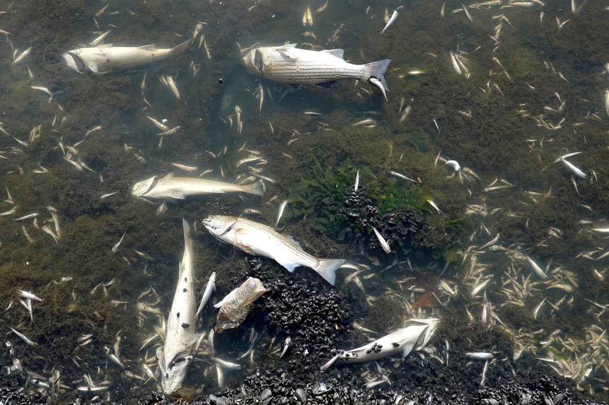 Thousands of dead fish amass in San Francisco Bay Area algae bloom