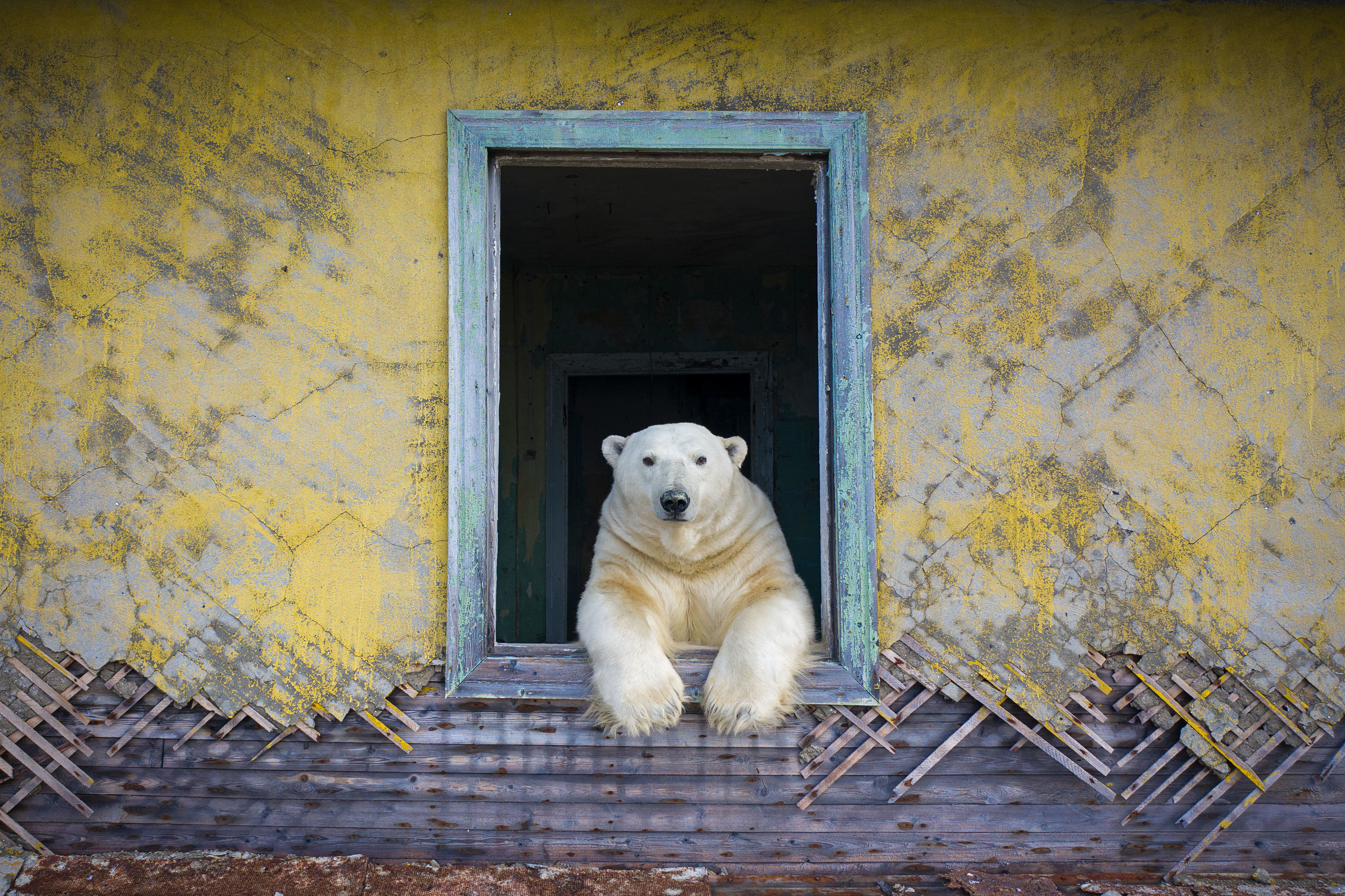 Wildlife Photographer of the Year 2022: Best pictures
