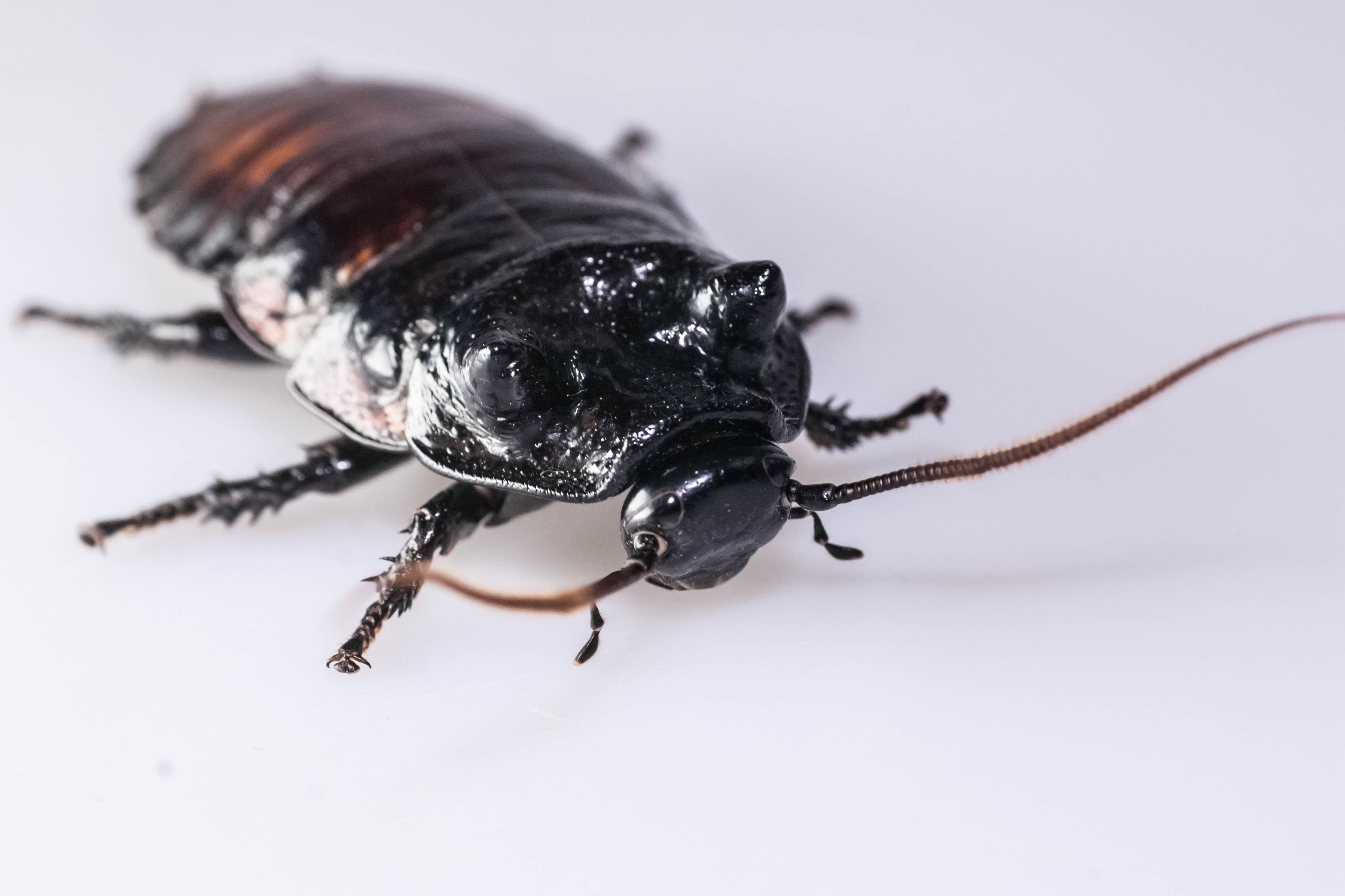 Restaurant ordered to pay £16,000 after cockroaches found in kitchen