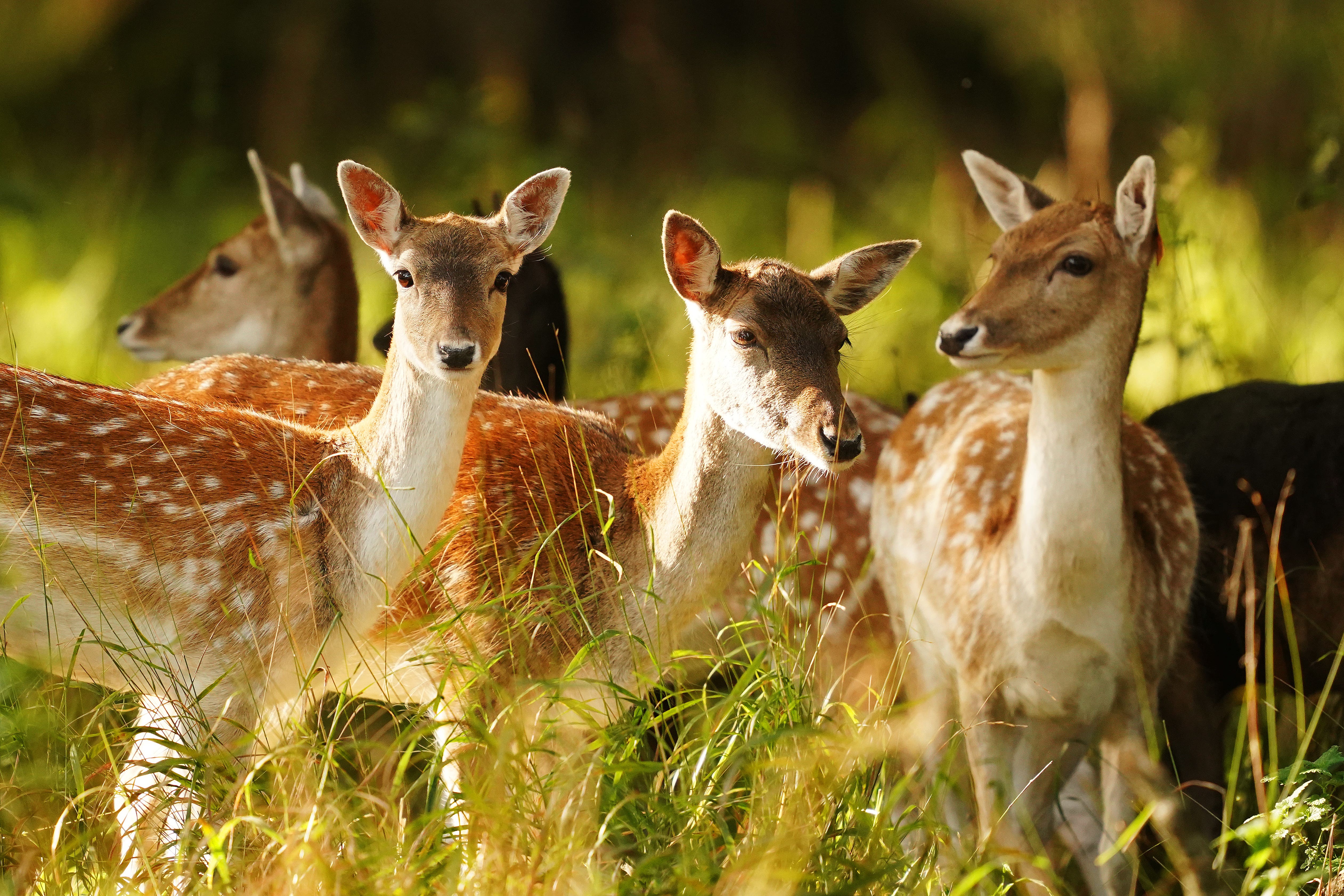 Call for citizen scientists to help record mammal activity in the UK