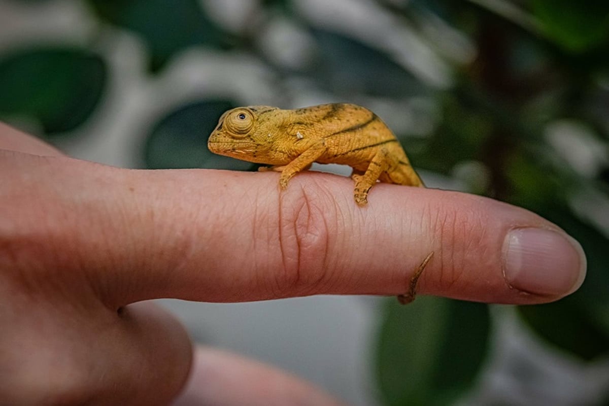 Chester Zoo celebrates ‘first breeding’ of rare chameleon in the UK
