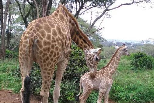 Toddler killed in giraffe attack in South Africa