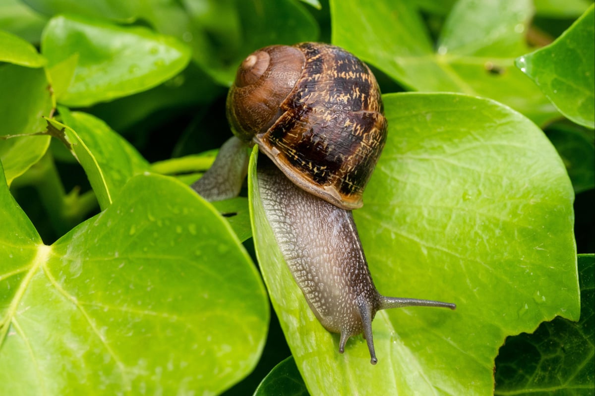 Gardener’s notebook: how to prevent damage to plants from slugs, snails and foxes