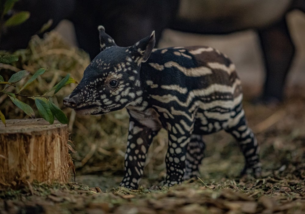UK zoo celebrates birth of endangered Malayan tapir