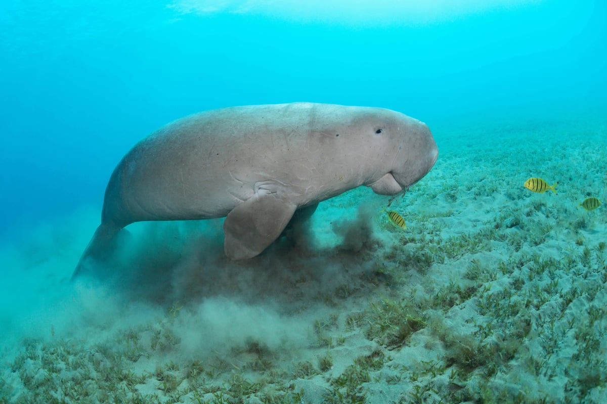 Perfect storm of human activity threatening marine life, conservationists warn