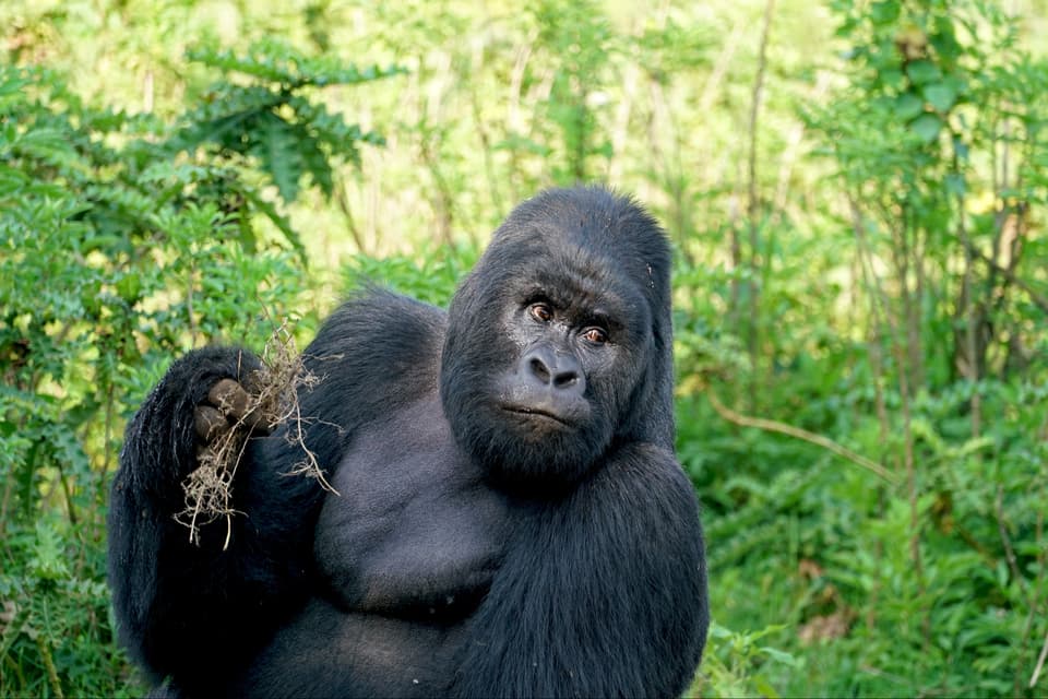 Mountain Gorilla Family in Virunga National Park, Democratic Republic of Congo - January 2017
