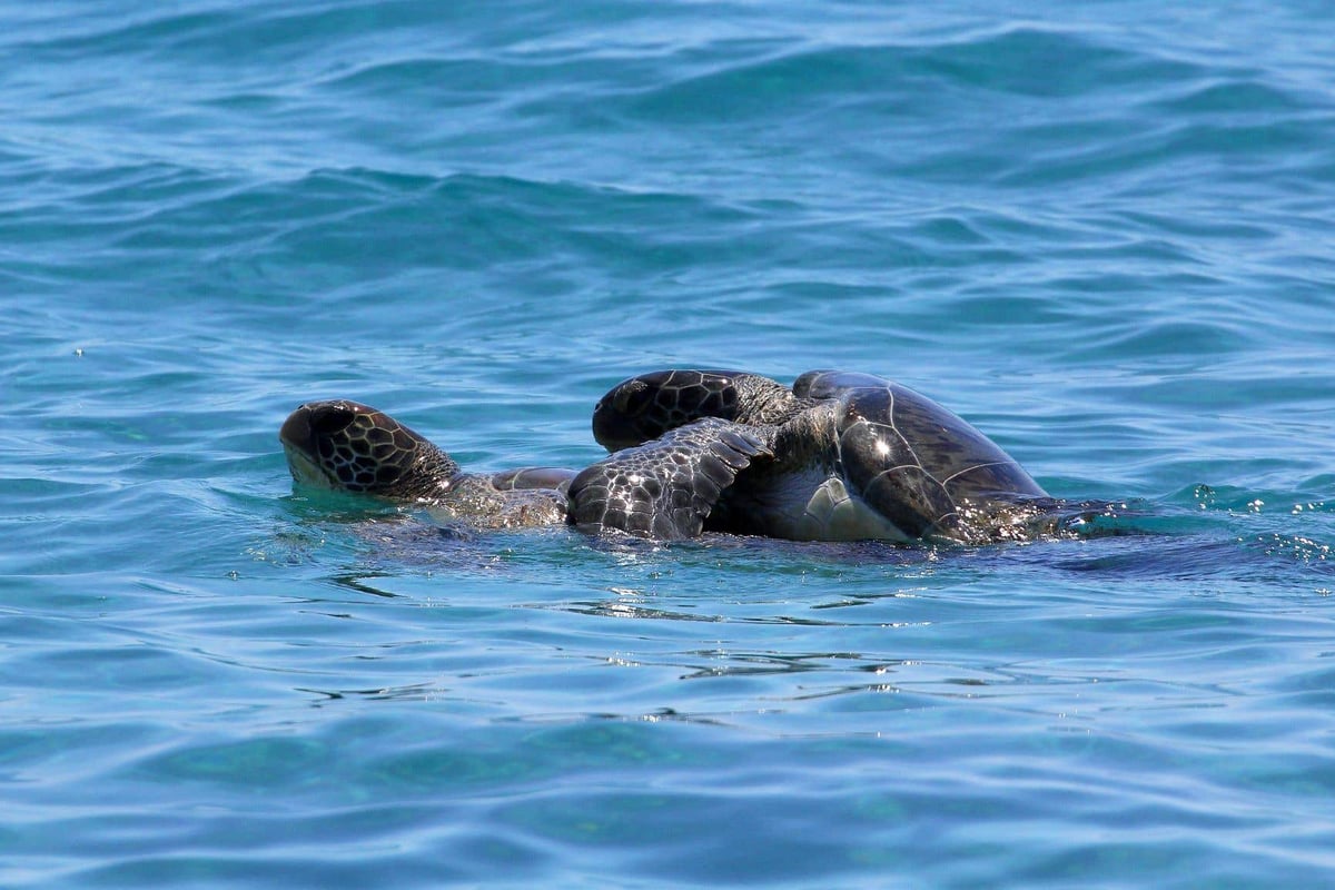 Turtle population thriving in Cyprus thanks to MoD and civilian volunteers