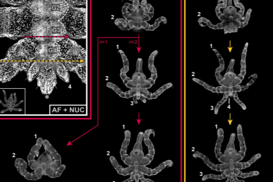 Sea spiders can regrow body parts after amputation, study shows