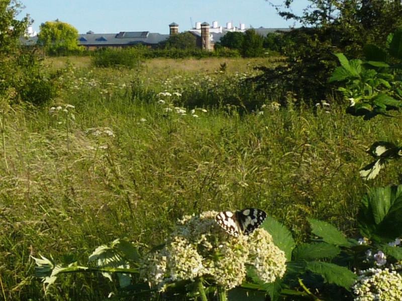 Secret Cinema axes plans to host summer screening in Wormwood Scrubs