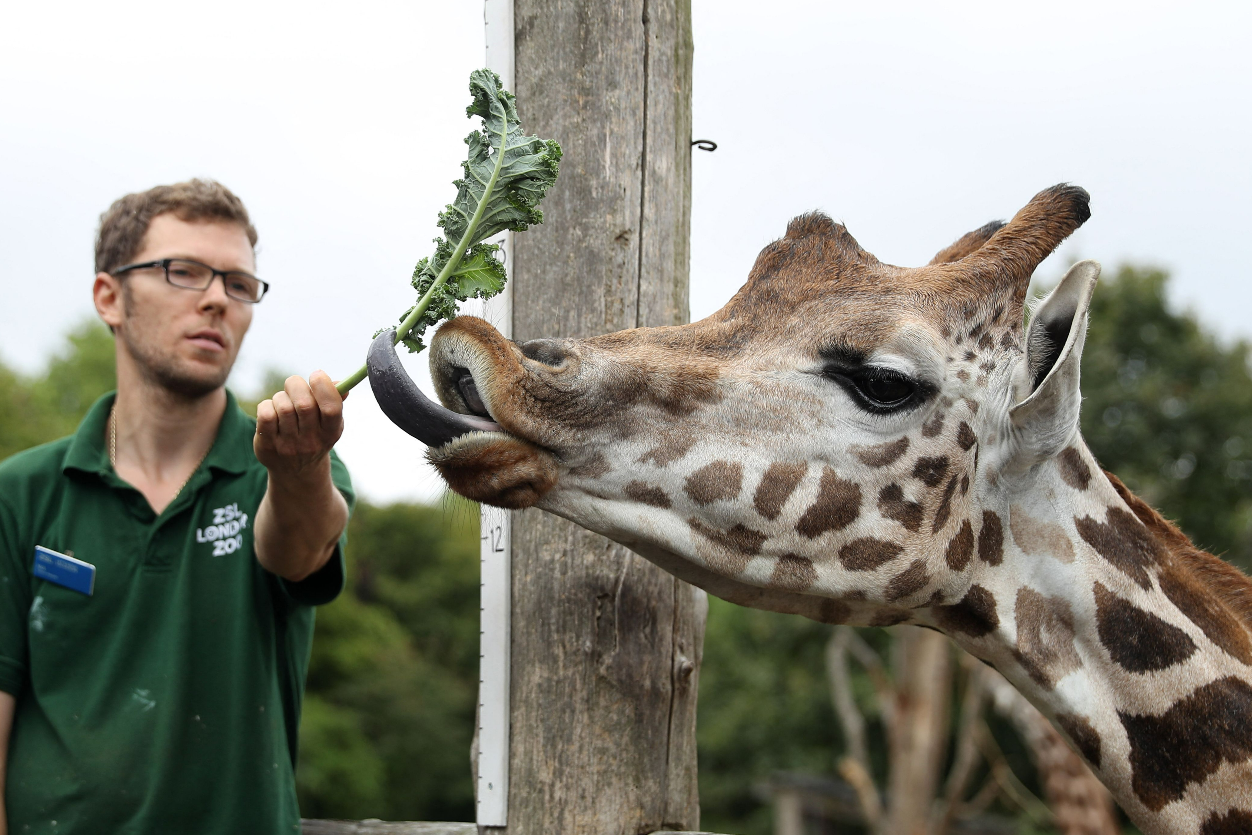 Animal breeding programmes hampered by Brexit, London Zoo warns