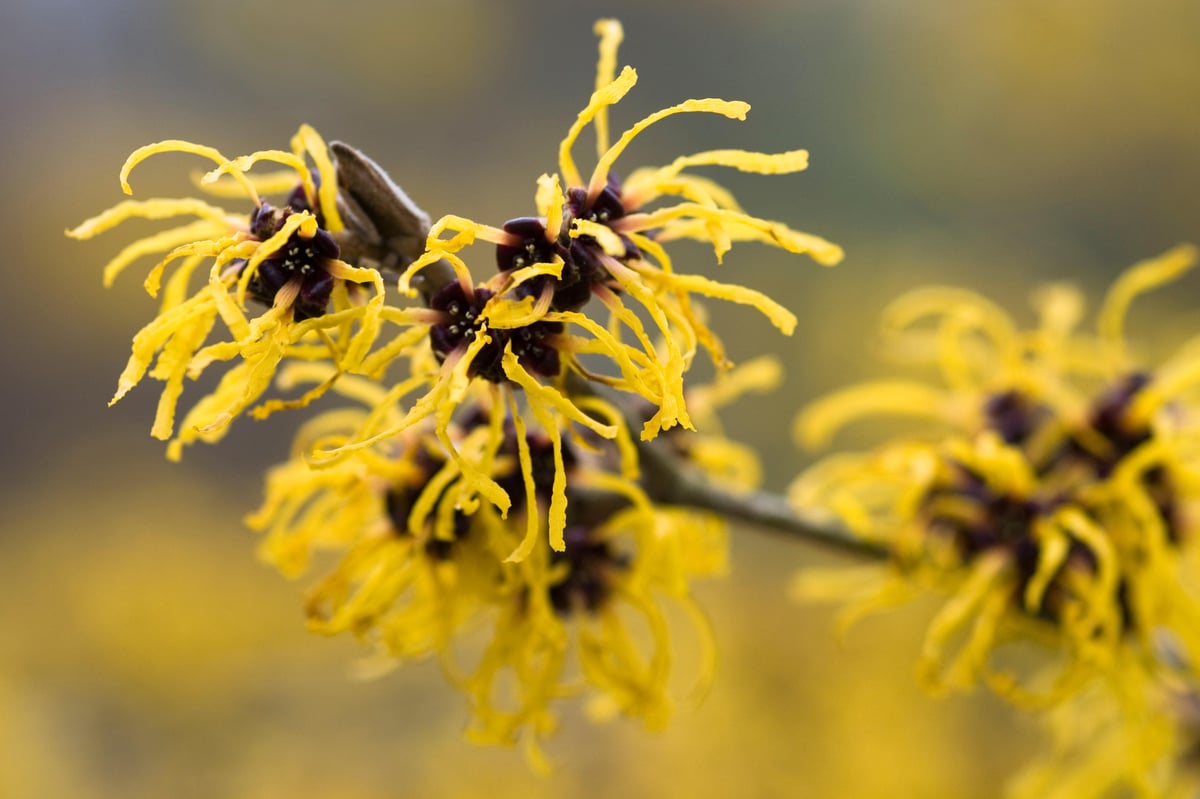 Beat the winter blues: colourful plants to see around London now