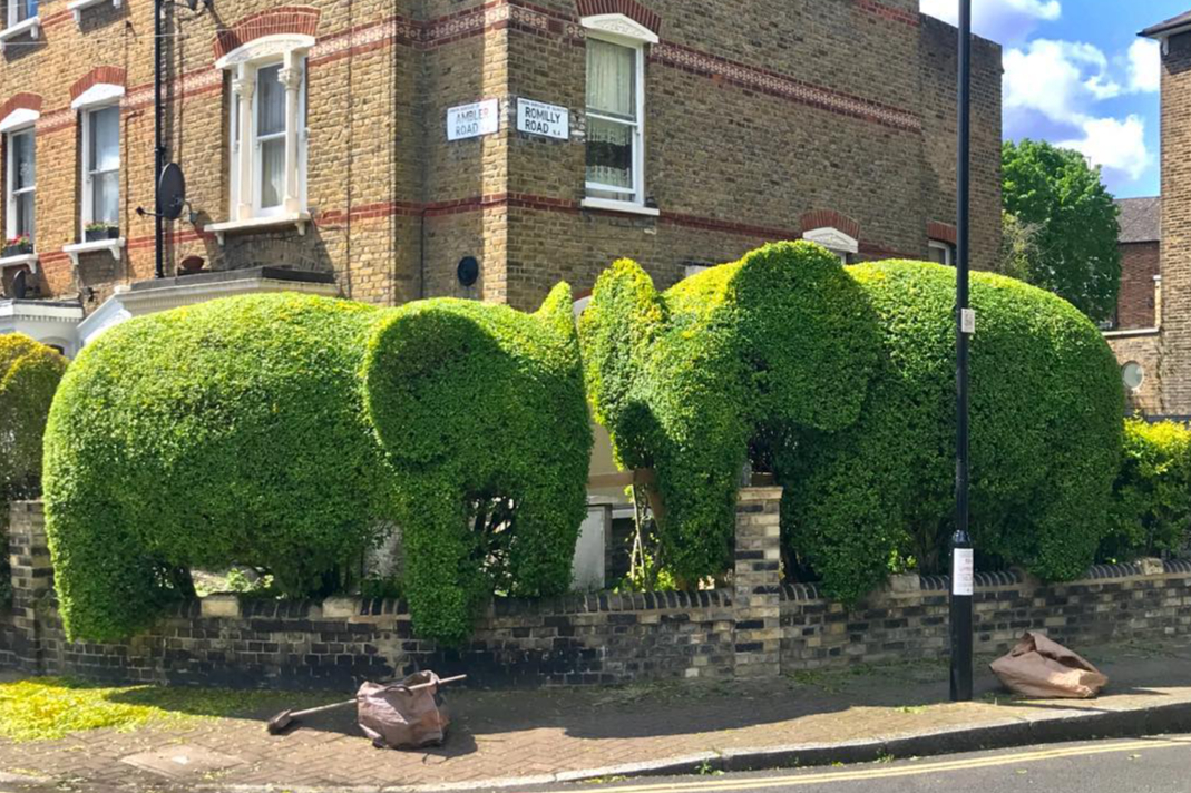 London’s local hero: The hedgecutter of Highbury