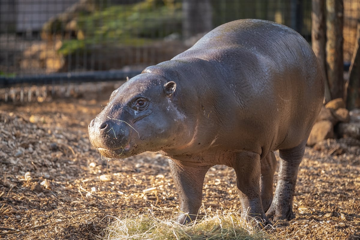London Zoo welcomes adorable endangered pygmy hippo 