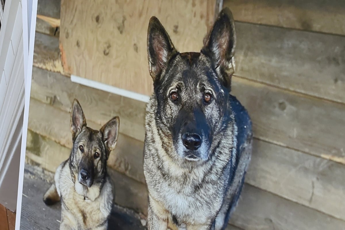 Hunter shot and skinned family’s pet German Shepherds he ‘thought were coyotes’