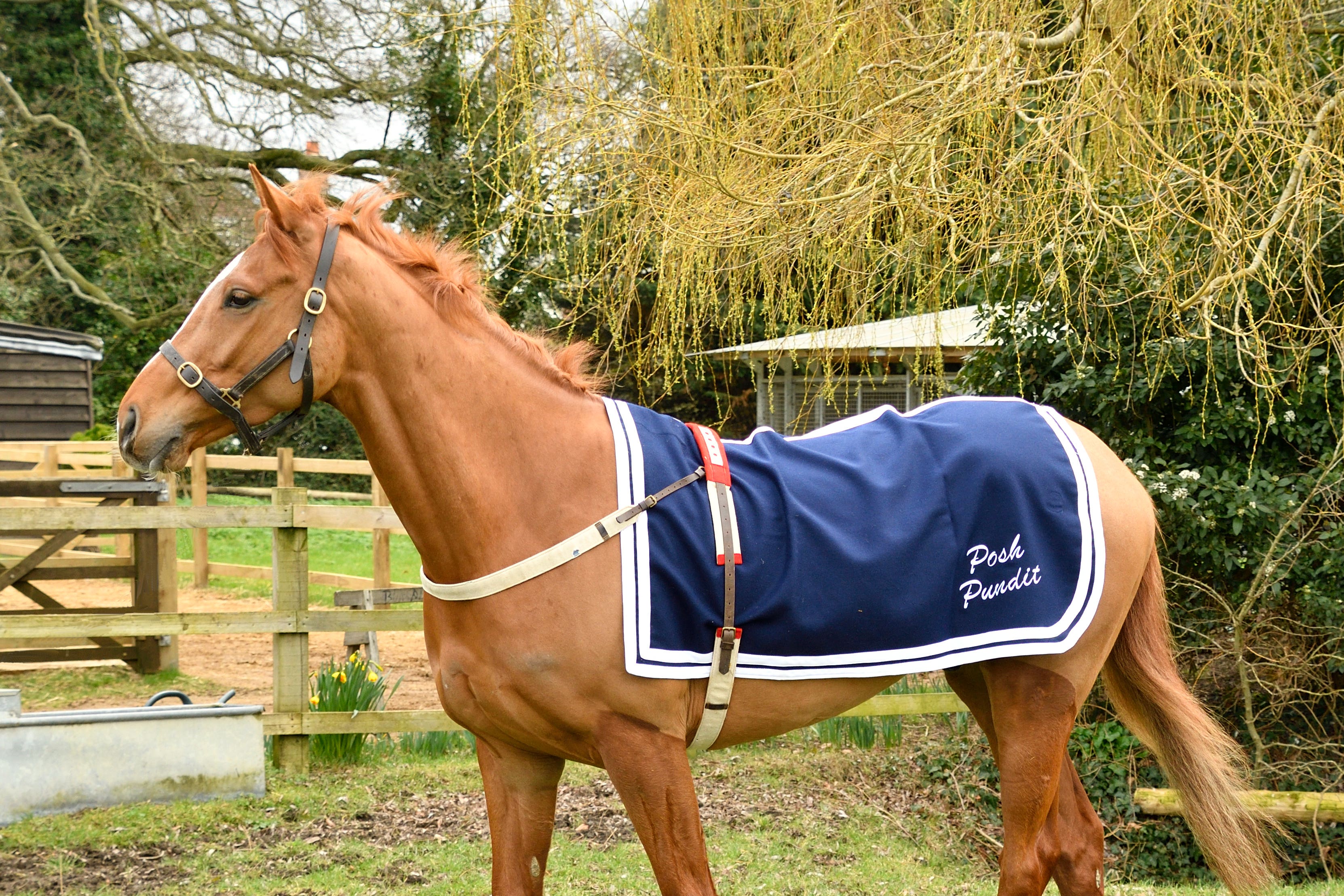 Racehorse named in honour of late Queen finds a friend in a Corgi