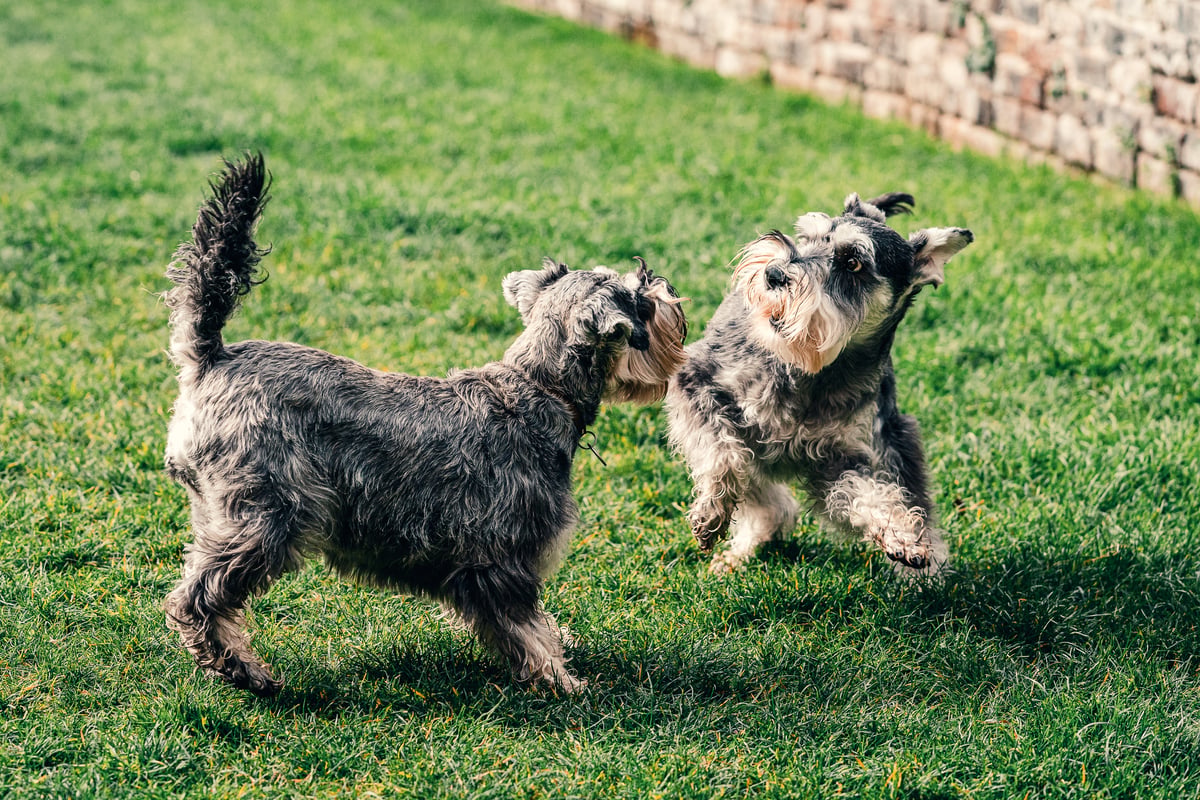 Wasp stings, allergies, ticks: How to keep your pets safe in spring