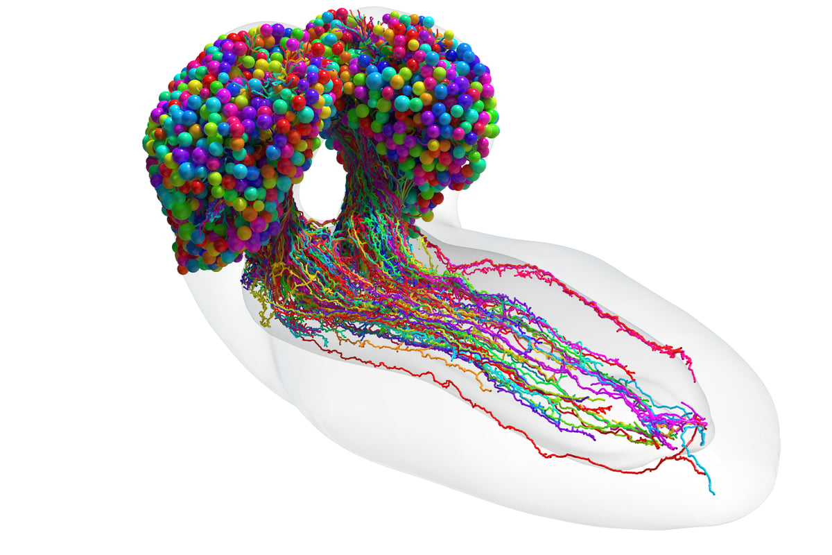 Scientists complete first map of an insect brain