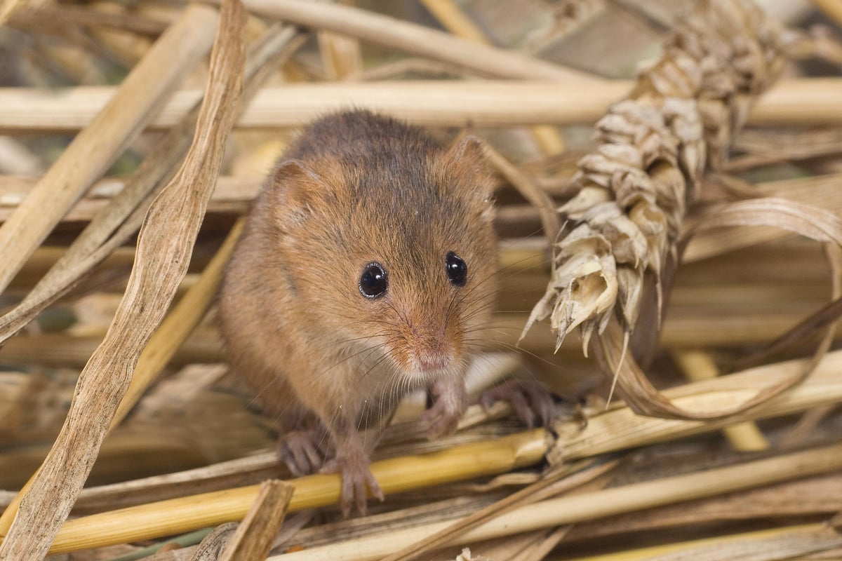Wildlife ‘thriving’ thanks to sensitive farming in Gilbert White’s backyard