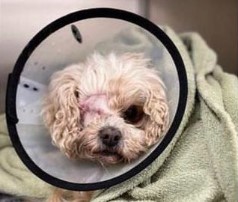 Dog loses an eye in Richmond Park after attack by ‘bully’ dog