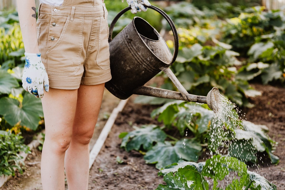 Heatwave gardening tips: How to save water while also keeping plants alive