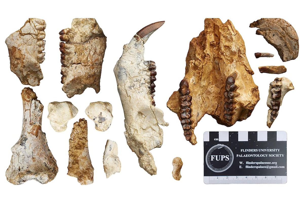 Remains of unknown ancient wombat-like creature found in Australia