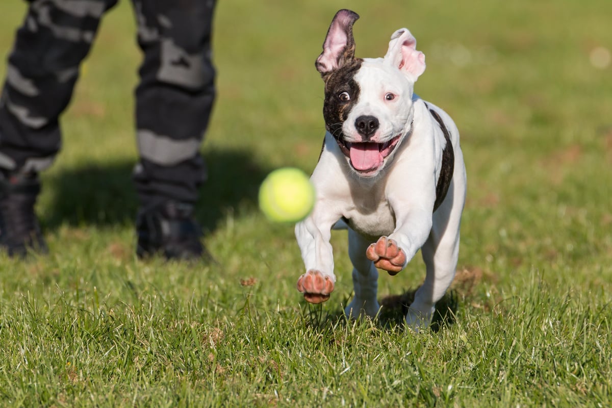 London is dog theft capital of UK for eighth year with 400 pooches stolen in 2022