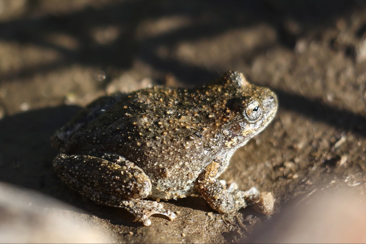 Psychedelic compound found in toads tested as alcoholism treatment